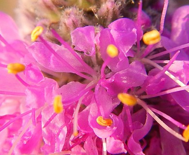 Dalea purpurea