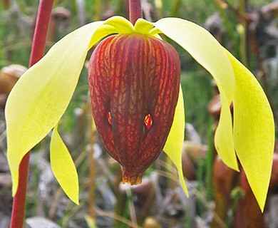 Darlingtonia californica