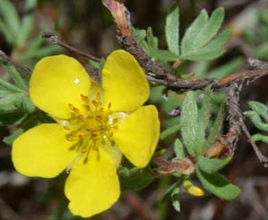 Dasiphora fruticosa