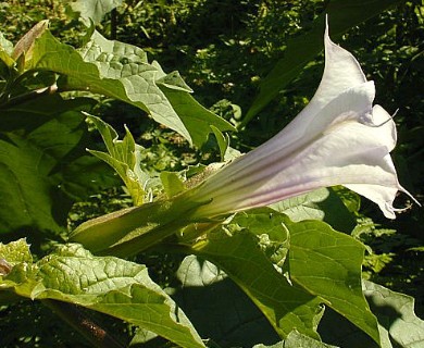 Datura stramonium