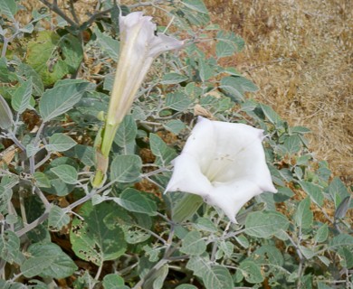 Datura wrightii