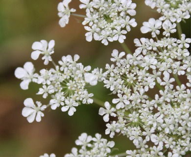 Daucus carota