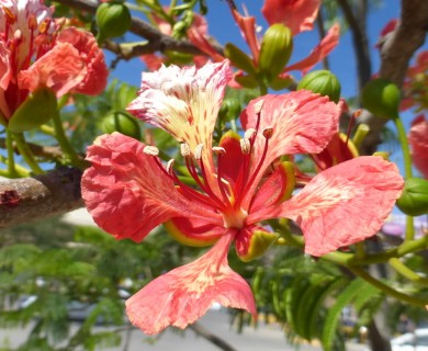 Delonix regia