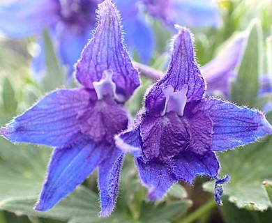 Delphinium brachycentrum