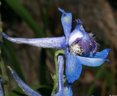 Delphinium carolinianum