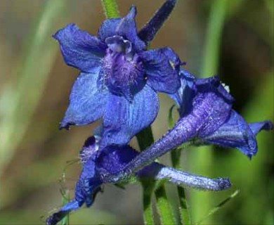 Delphinium distichum