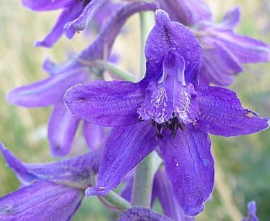 Delphinium geraniifolium