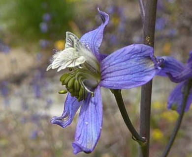 Delphinium lineapetalum