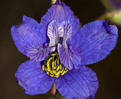 Delphinium nuttallianum