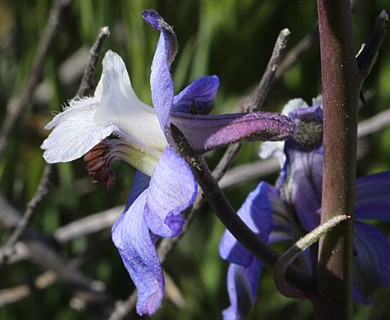 Delphinium recurvatum