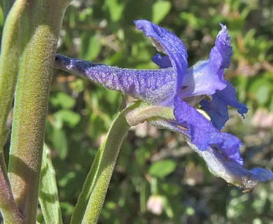 Delphinium stachydeum