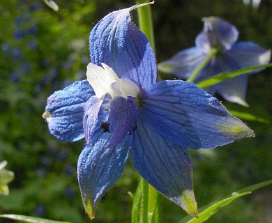 Delphinium trolliifolium