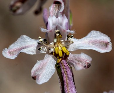 Delphinium wootonii