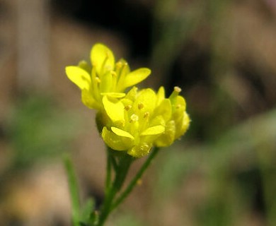 Descurainia longepedicellata