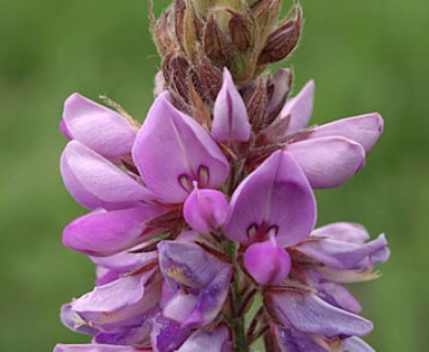 Desmodium canadense