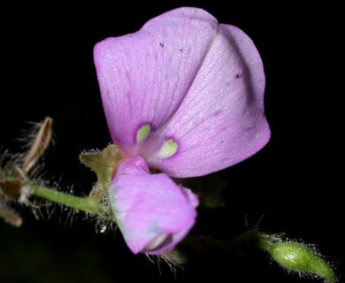 Desmodium canescens