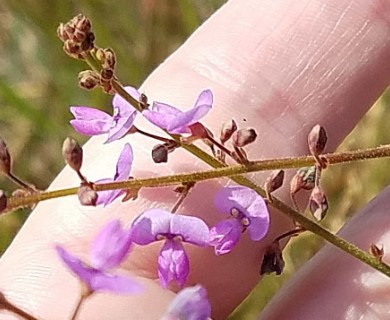 Desmodium ciliare