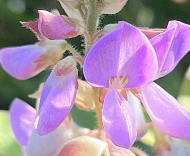 Desmodium incanum