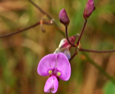 Desmodium marilandicum