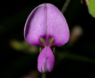 Desmodium paniculatum