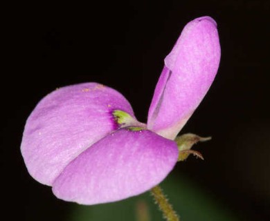 Desmodium perplexum