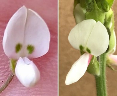 Desmodium tweedyi