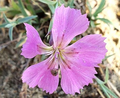 Dianthus repens