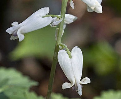 Dicentra canadensis