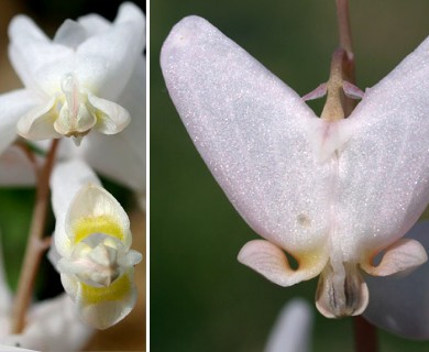 Dicentra cucullaria