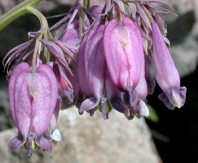 Dicentra formosa