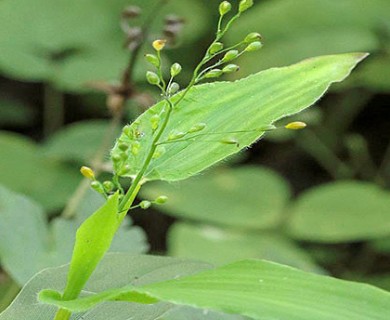 Dichanthelium latifolium