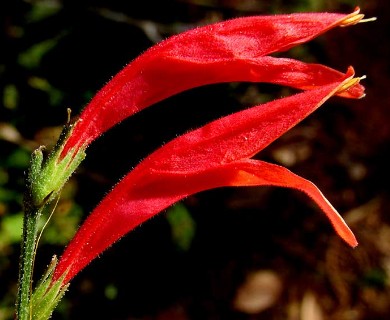 Dicliptera sexangularis