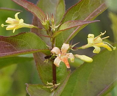 Diervilla lonicera