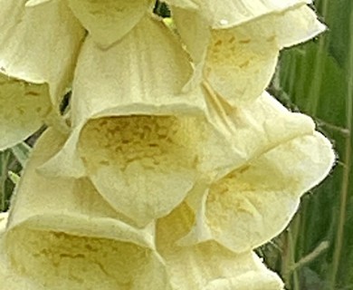 Digitalis grandiflora