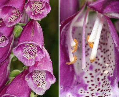 Digitalis purpurea