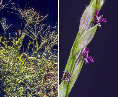 Digitaria sanguinalis