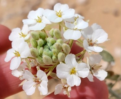Dimorphocarpa candicans