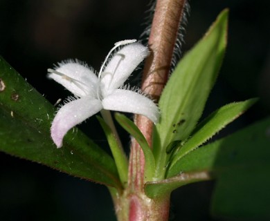 Diodia virginiana