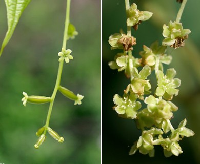 Dioscorea villosa