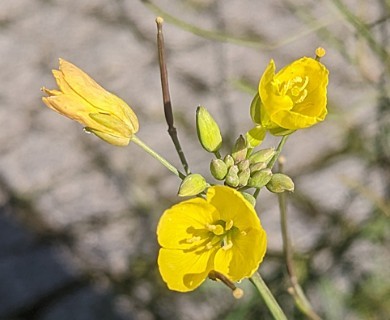 Diplotaxis tenuifolia