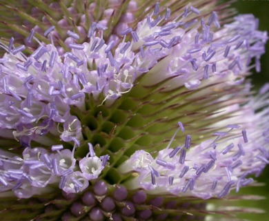 Dipsacus fullonum