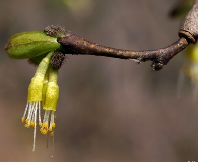 Dirca palustris