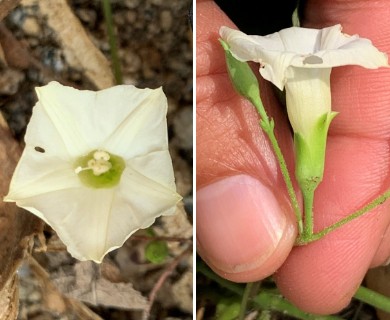 Distimake quinquefolius