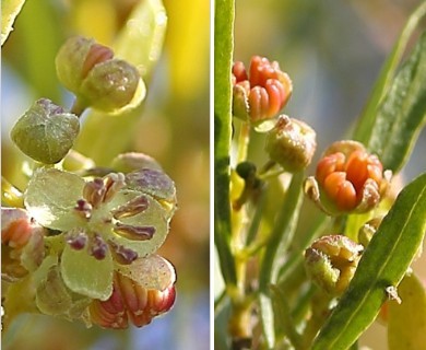 Dodonaea viscosa