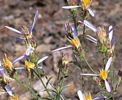 Doellingeria tomentella