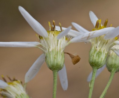 Doellingeria umbellata