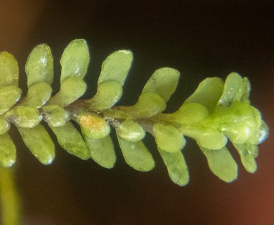 Douinia plicata