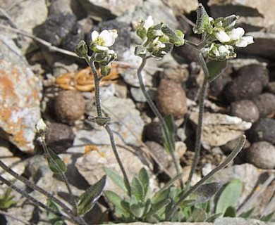 Draba cinerea