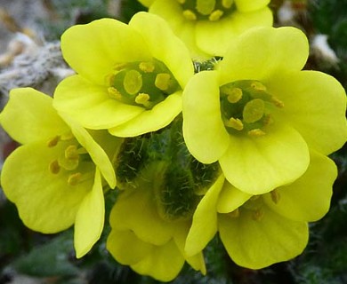 Draba corymbosa