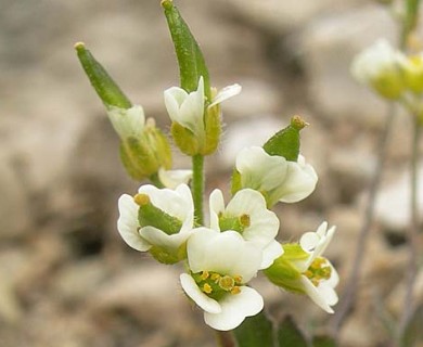 Draba glabella